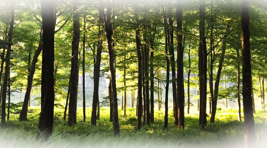 7 Day Mindfulness Challenge