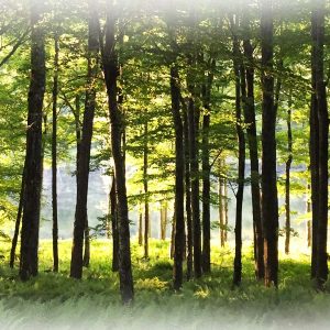 7 Day Mindfulness Challenge